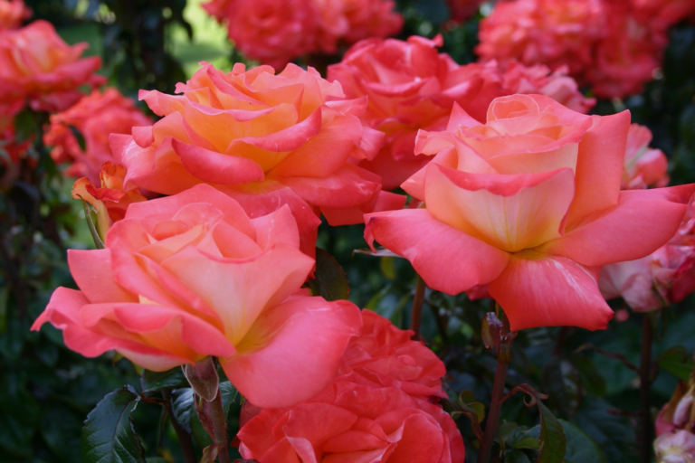 Summer Rose: The Ultimate Guide to This Timeless Bloomer