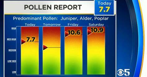 Pollen Count Today: What You Need to Know