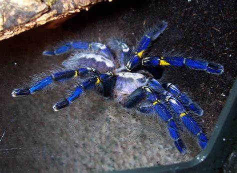 Poecilotheria metallica: The Iridescent Jewel of the Tarantula World